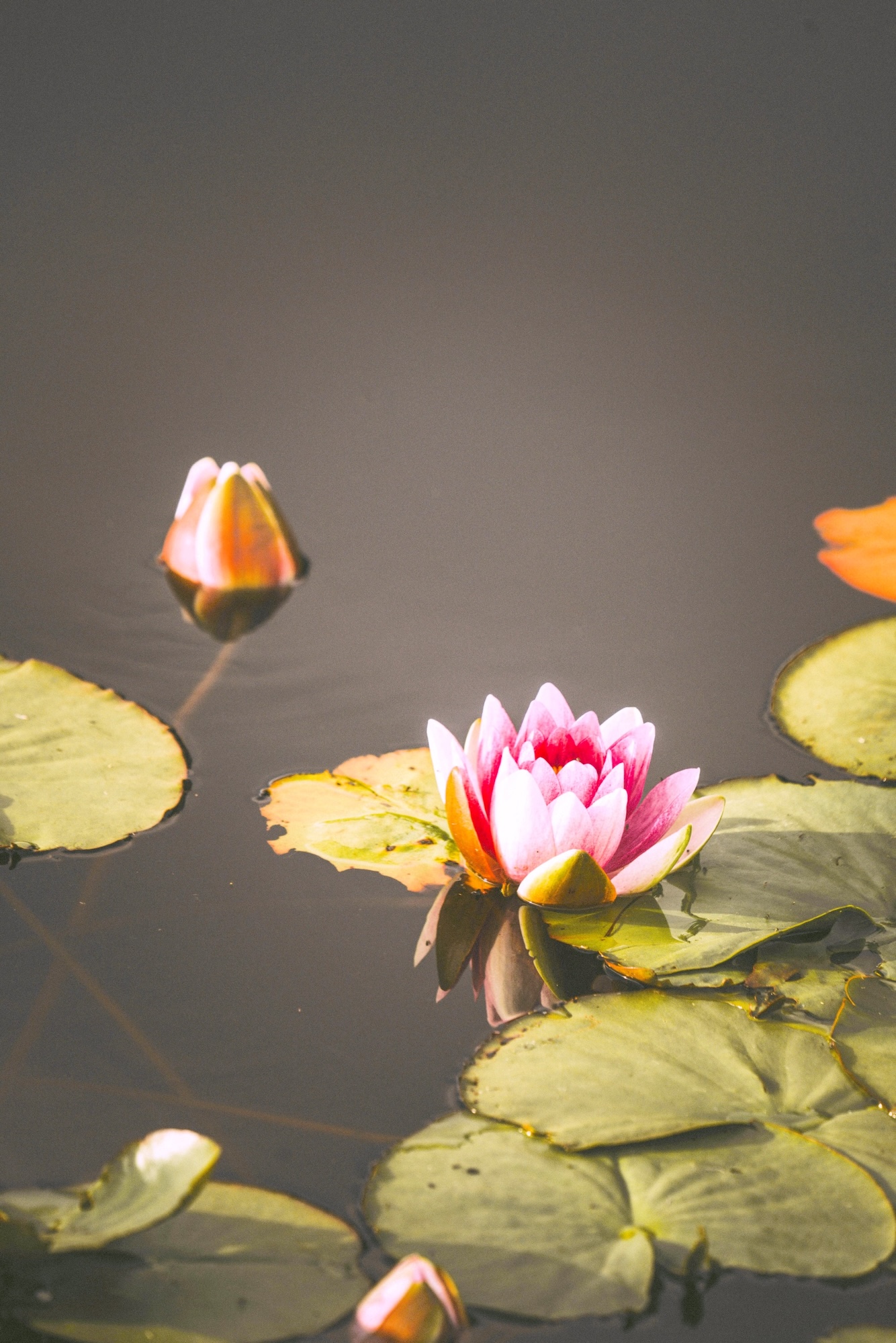 きもちの整理のお手伝い 個別相談
